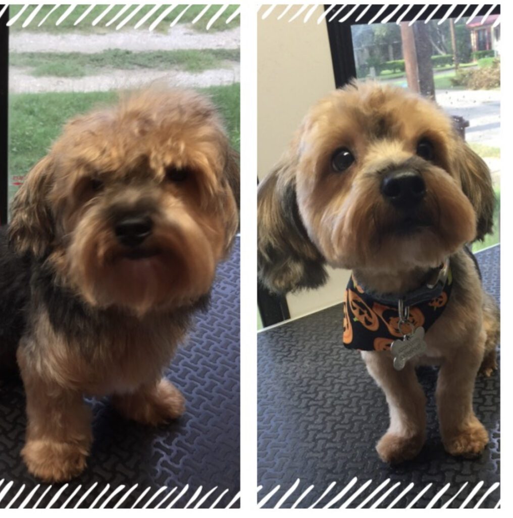 Snapshot of Mobile Pet Grooming Services