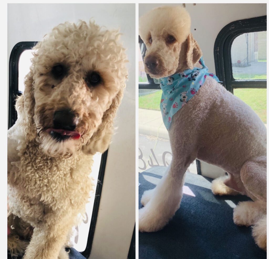 Grooming – Texas Mobile Pet Spa